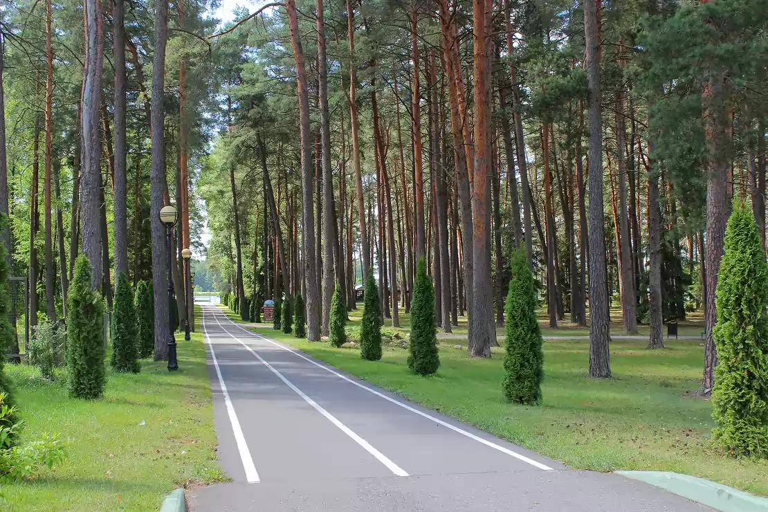 лесная территория санатория